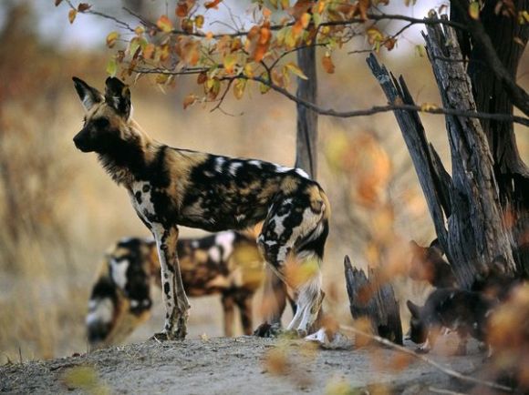 african-wild-dogs_441_600x450